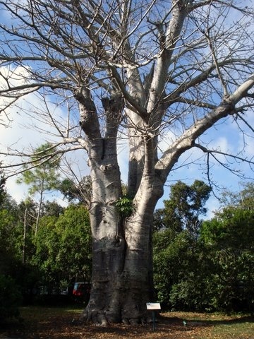 Chocolate Festival at Fairchild Tropical Botanic Gardens.