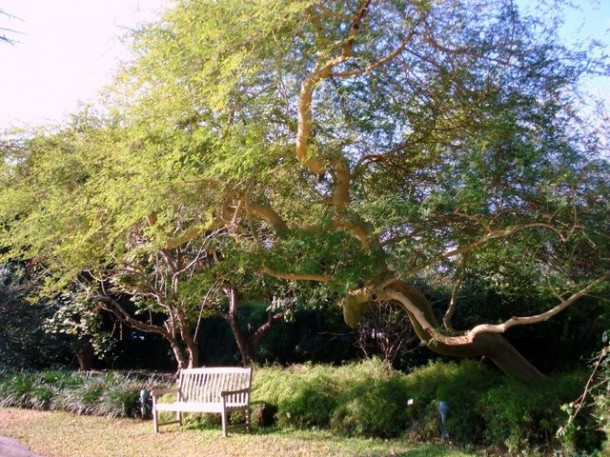 Chocolate Festival at Fairchild Tropical Botanic Gardens.