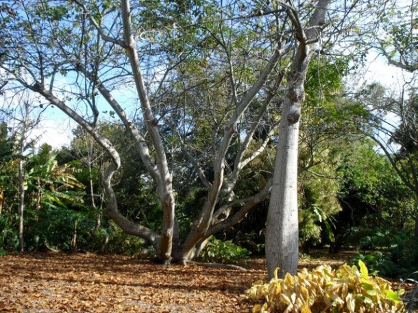 Chocolate Festival at Fairchild Tropical Botanic Gardens.