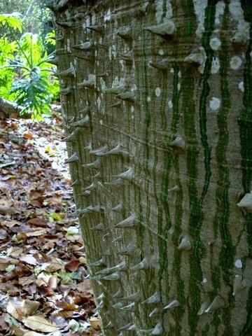 Chocolate Festival at Fairchild Tropical Botanic Gardens.