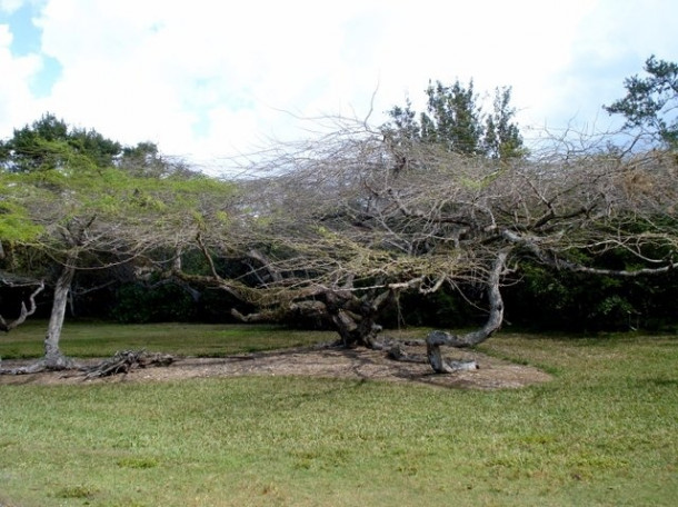 Chocolate Festival at Fairchild Tropical Botanic Gardens.