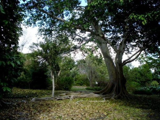 Chocolate Festival at Fairchild Tropical Botanic Gardens.