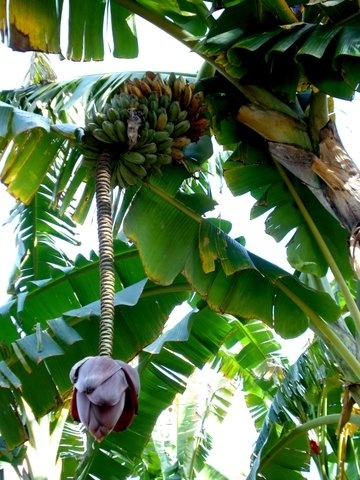 Chocolate Festival at Fairchild Tropical Botanic Gardens.