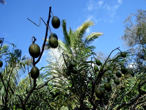 Chocolate Festival at Fairchild Tropical Botanic Gardens.