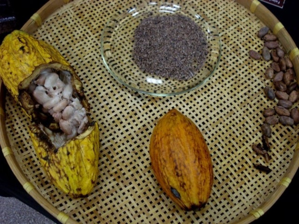 Chocolate Festival at Fairchild Tropical Botanic Gardens.