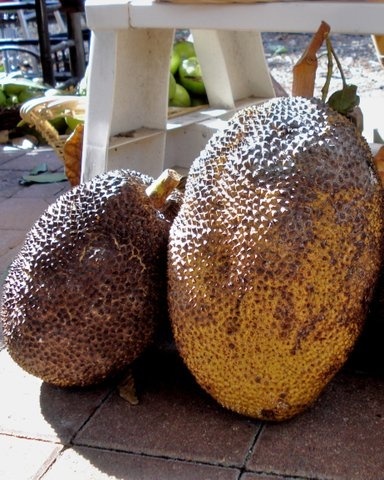 Chocolate Festival at Fairchild Tropical Botanic Gardens.