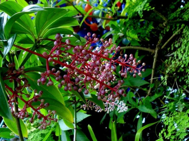 Chocolate Festival at Fairchild Tropical Botanic Gardens.