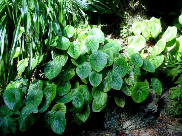 Chocolate Festival at Fairchild Tropical Botanic Gardens.