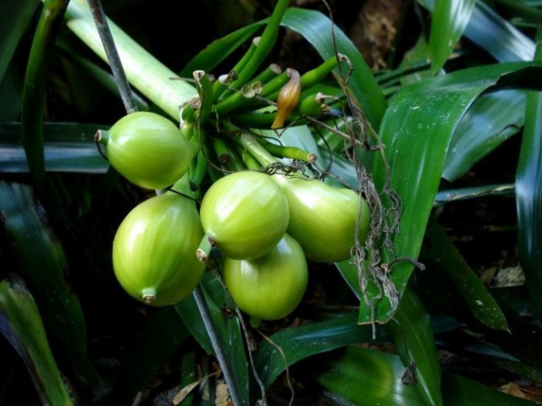 Chocolate Festival at Fairchild Tropical Botanic Gardens.