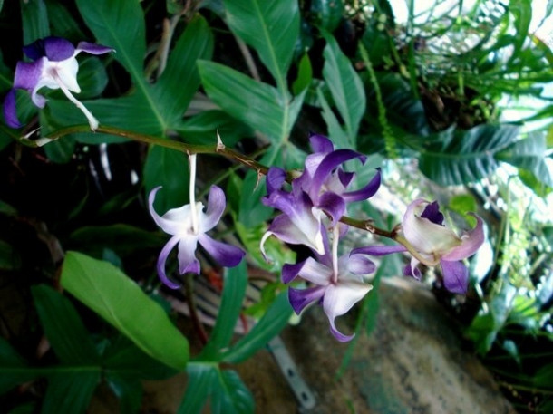 Chocolate Festival at Fairchild Tropical Botanic Gardens.