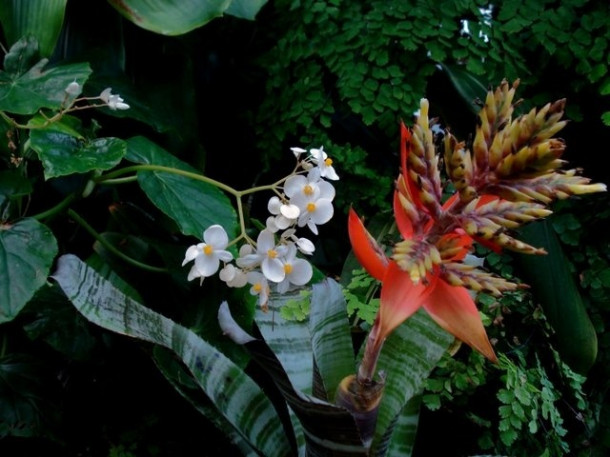 Chocolate Festival at Fairchild Tropical Botanic Gardens.