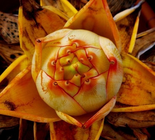 Chocolate Festival at Fairchild Tropical Botanic Gardens.