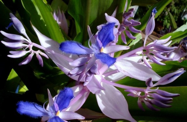 Chocolate Festival at Fairchild Tropical Botanic Gardens.