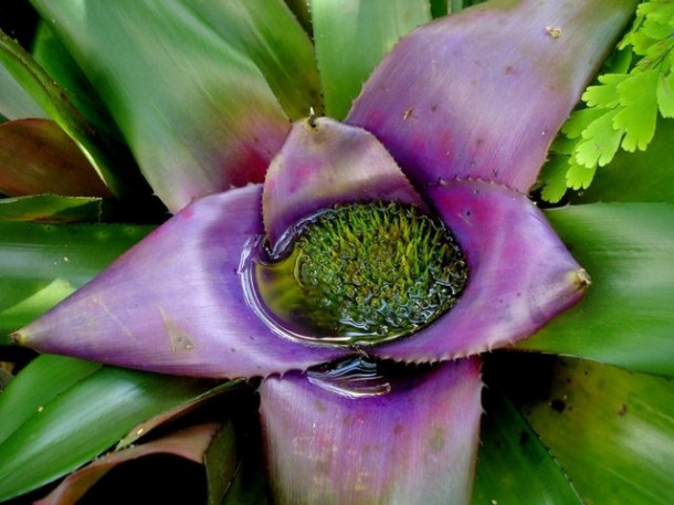 Chocolate Festival at Fairchild Tropical Botanic Gardens.