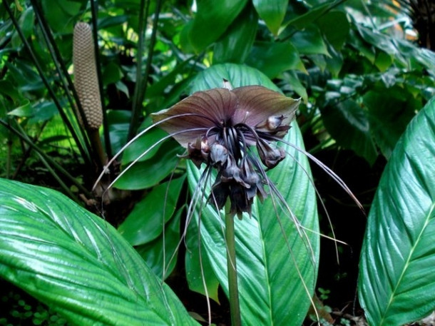 Chocolate Festival at Fairchild Tropical Botanic Gardens.