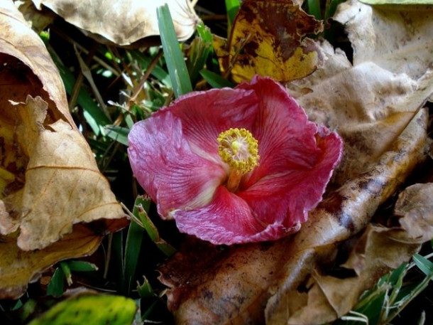 Chocolate Festival at Fairchild Tropical Botanic Gardens.