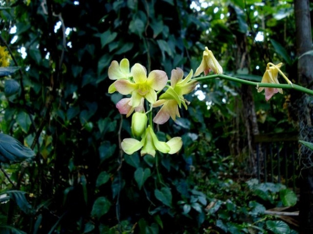 Chocolate Festival at Fairchild Tropical Botanic Gardens.