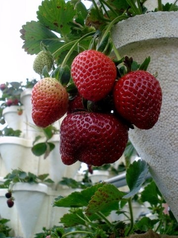 The Girls Strawberry U-pick для любителей клубники.