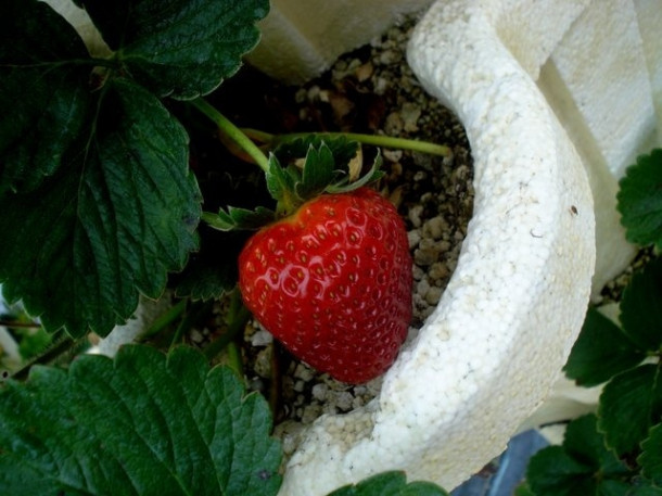 The Girls Strawberry U-pick для любителей клубники.