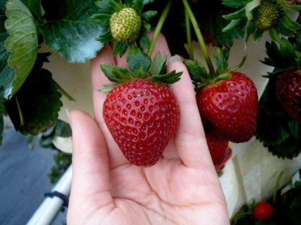 The Girls Strawberry U-pick для любителей клубники.