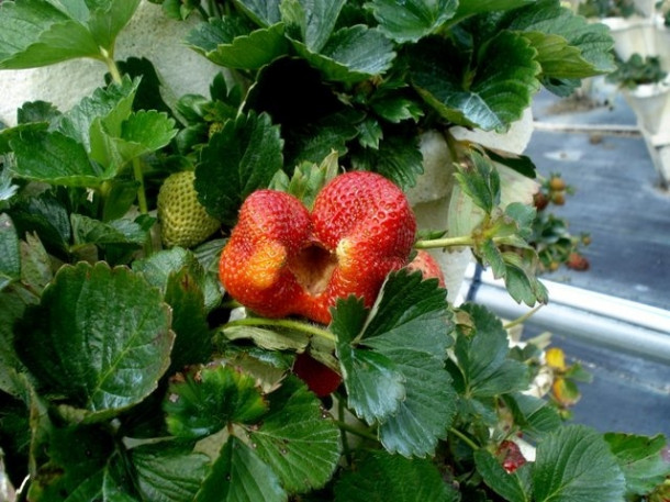 The Girls Strawberry U-pick для любителей клубники.