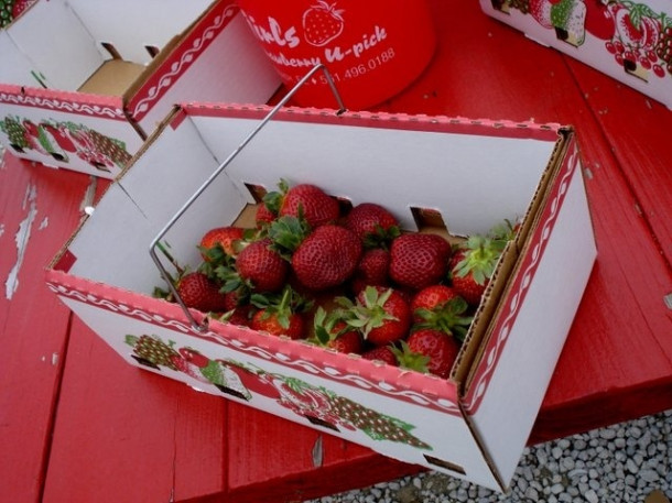 The Girls Strawberry U-pick для любителей клубники.