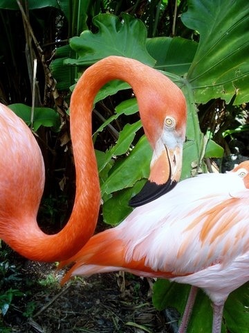 Flamingo Gardens, Davie, FL