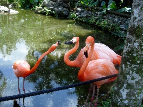 Flamingo Gardens, Davie, FL