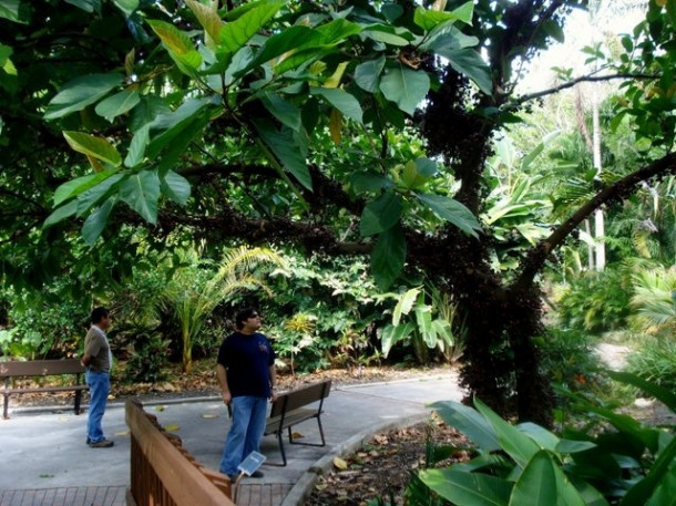 Flamingo Gardens, Davie, FL