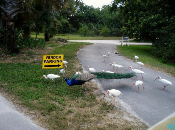 Flamingo Gardens, Davie, FL