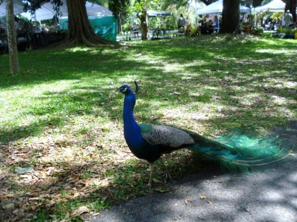 Flamingo Gardens, Davie, FL