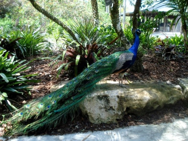 Flamingo Gardens, Davie, FL