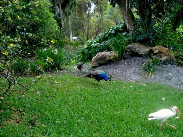 Flamingo Gardens, Davie, FL