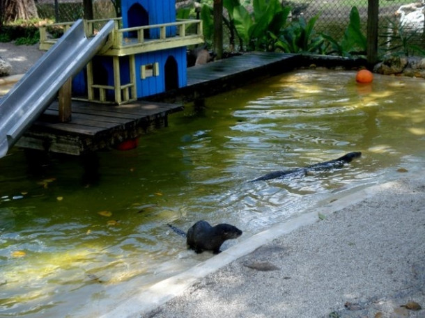 Flamingo Gardens, Davie, FL