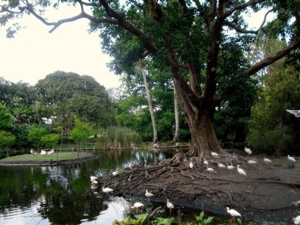 Flamingo Gardens, Davie, FL