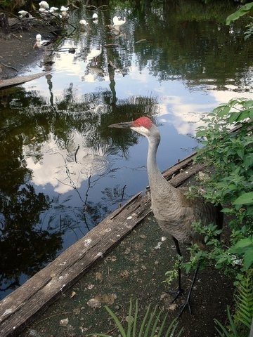 Flamingo Gardens, Davie, FL