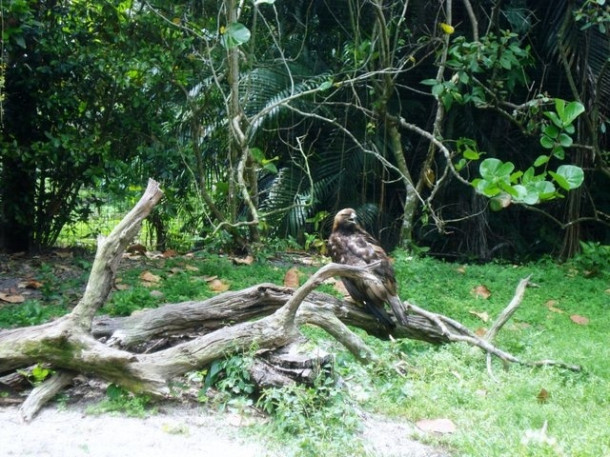 Flamingo Gardens, Davie, FL