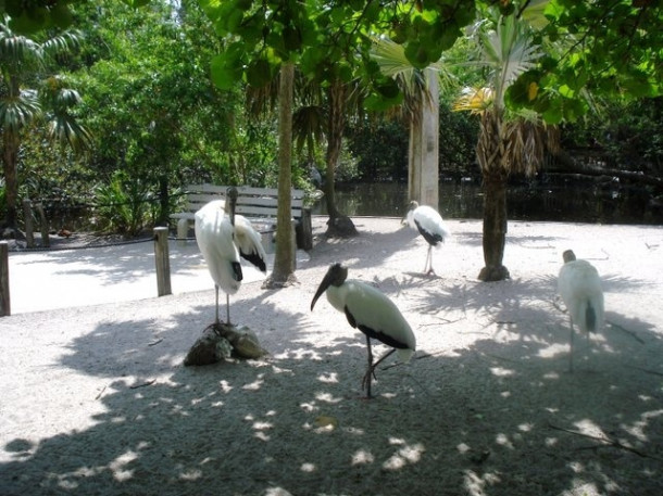 Flamingo Gardens, Davie, FL