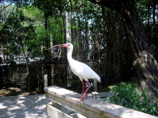 Flamingo Gardens, Davie, FL