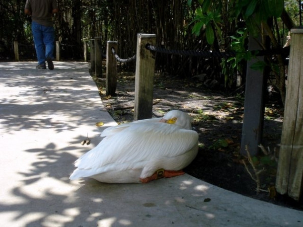 Flamingo Gardens, Davie, FL