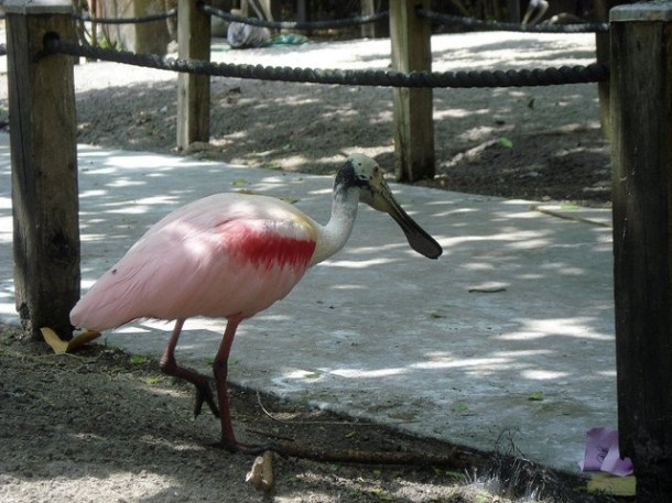 Flamingo Gardens, Davie, FL