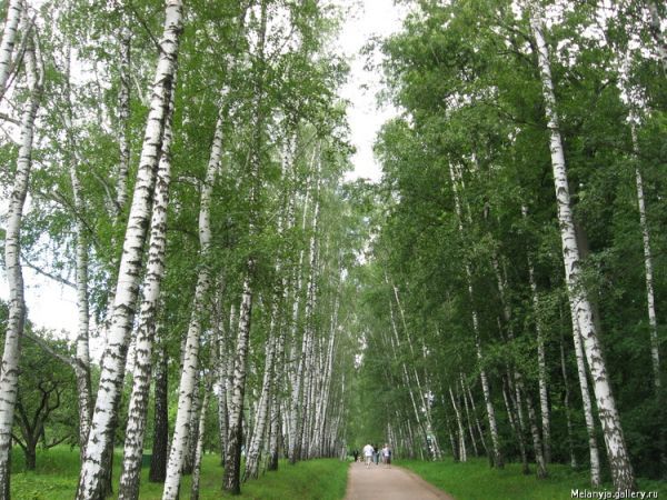 Ясная Поляна. Усадьба Льва Николаевича Толстого