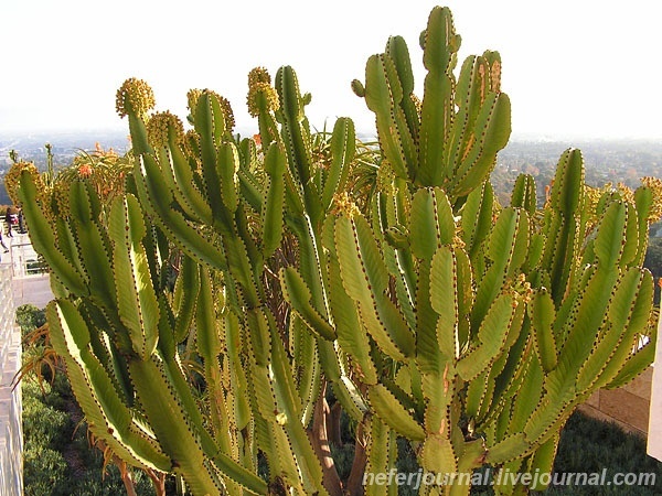 Los Angeles. Getty Center. Парк.