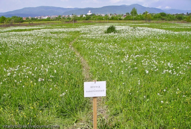 Пьянящий аромат в долине нарциссов, Закарпатье, Хуст