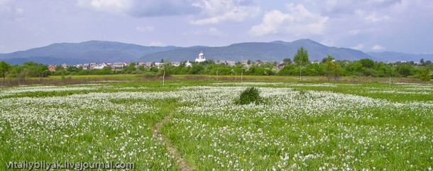 Пьянящий аромат в долине нарциссов, Закарпатье, Хуст