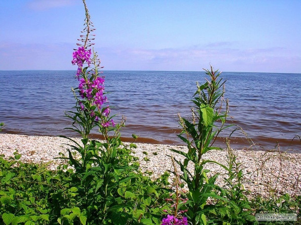 Селение Коростынь. Новгородская область. Россия.