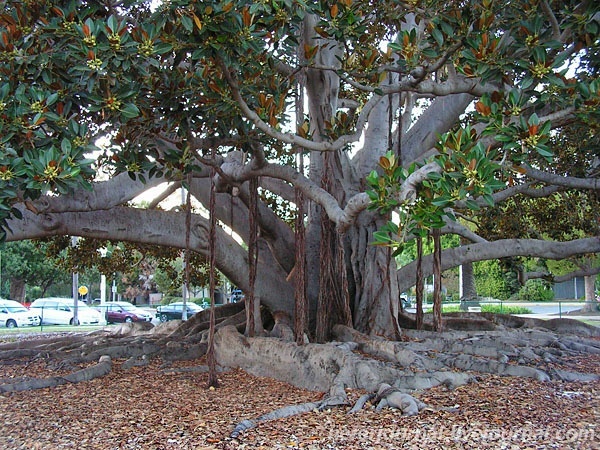 San Diego. Balboa Park.